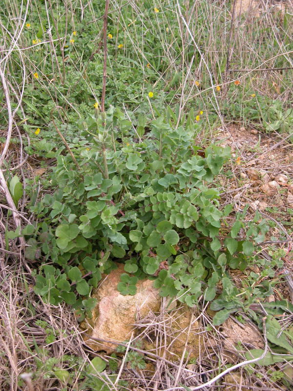 Sonchus cfr. oleraceus